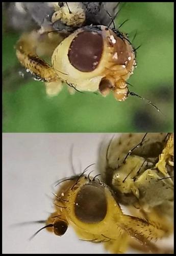 Réf. 320 966 : Agromyza rufipes